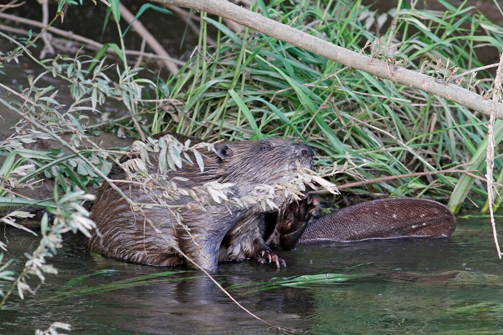 River Otter Beaver Trial | Devon Wildlife Trust